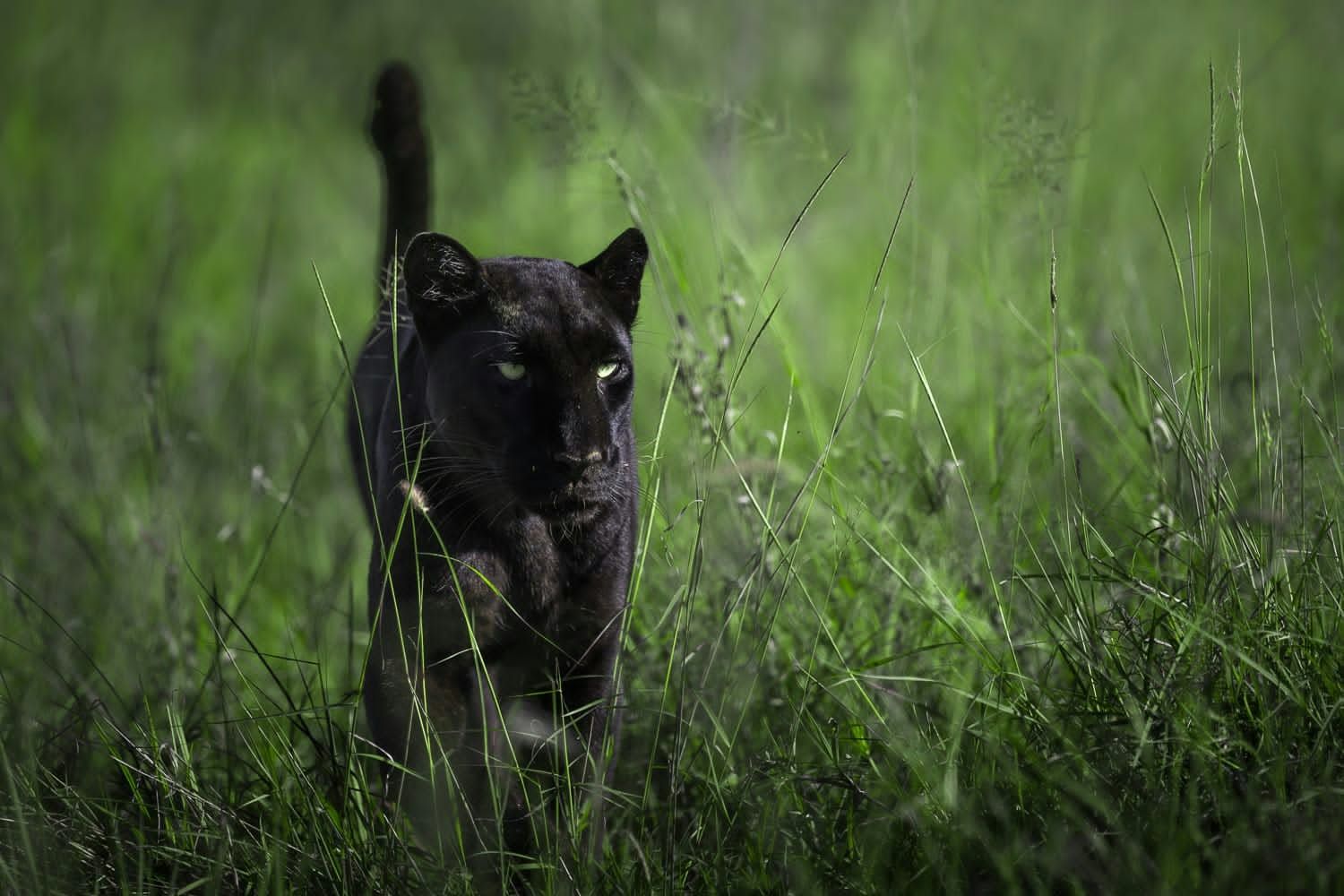 A black leopard emerging from tall green grass