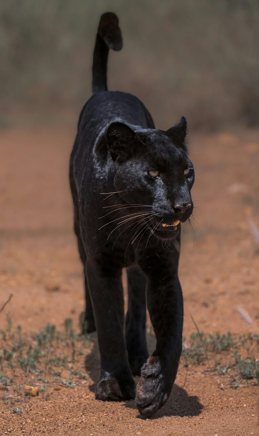 A black leopard walking straight towards the camera on red earth