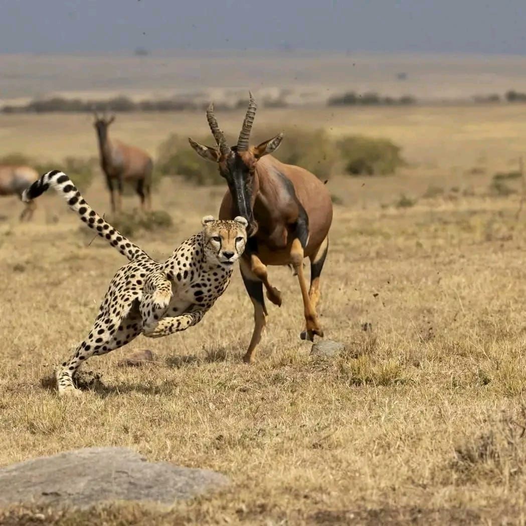 A cheetah chasing a topi across the Mara grassland
