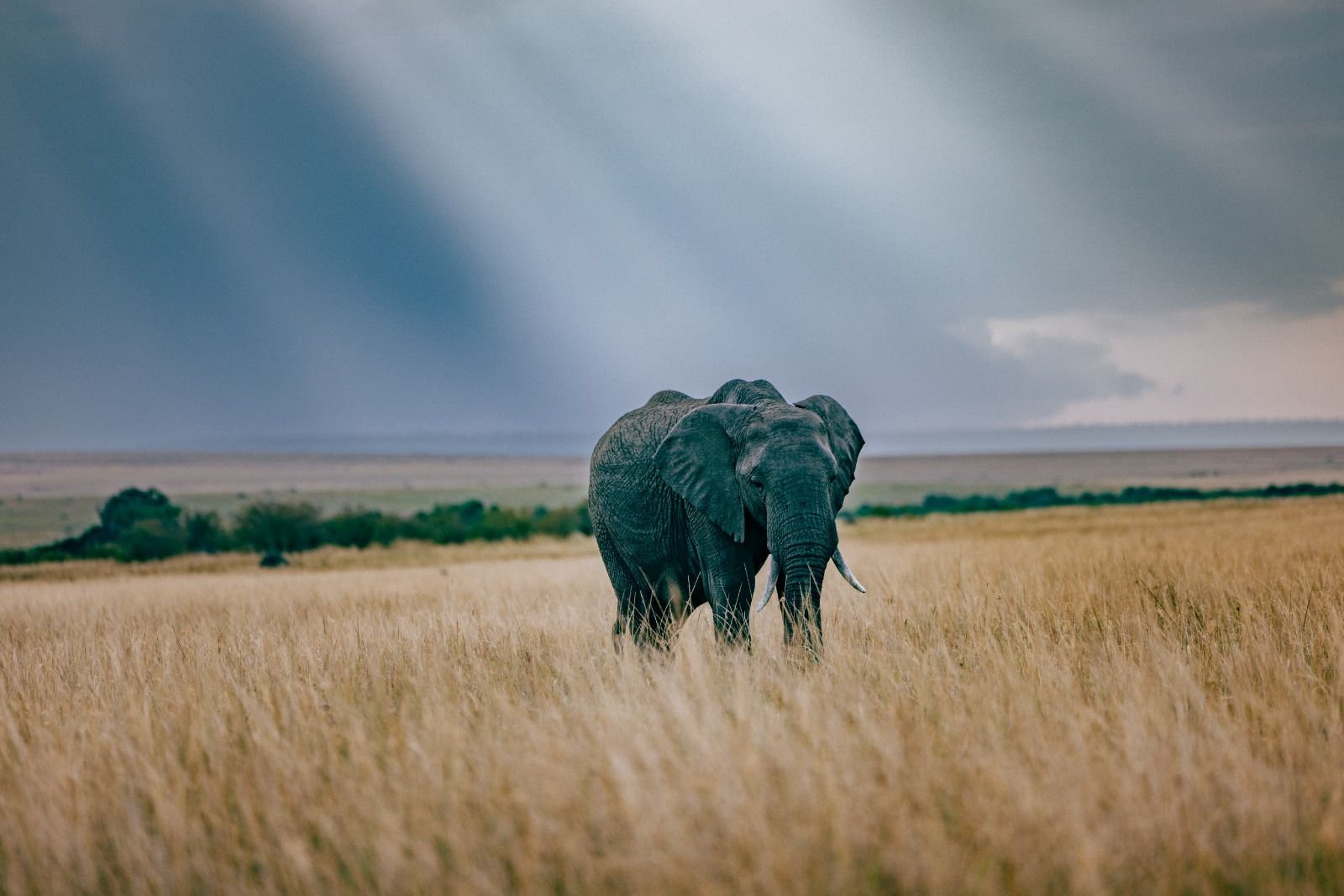 An elephant in tall grass under a storm sky