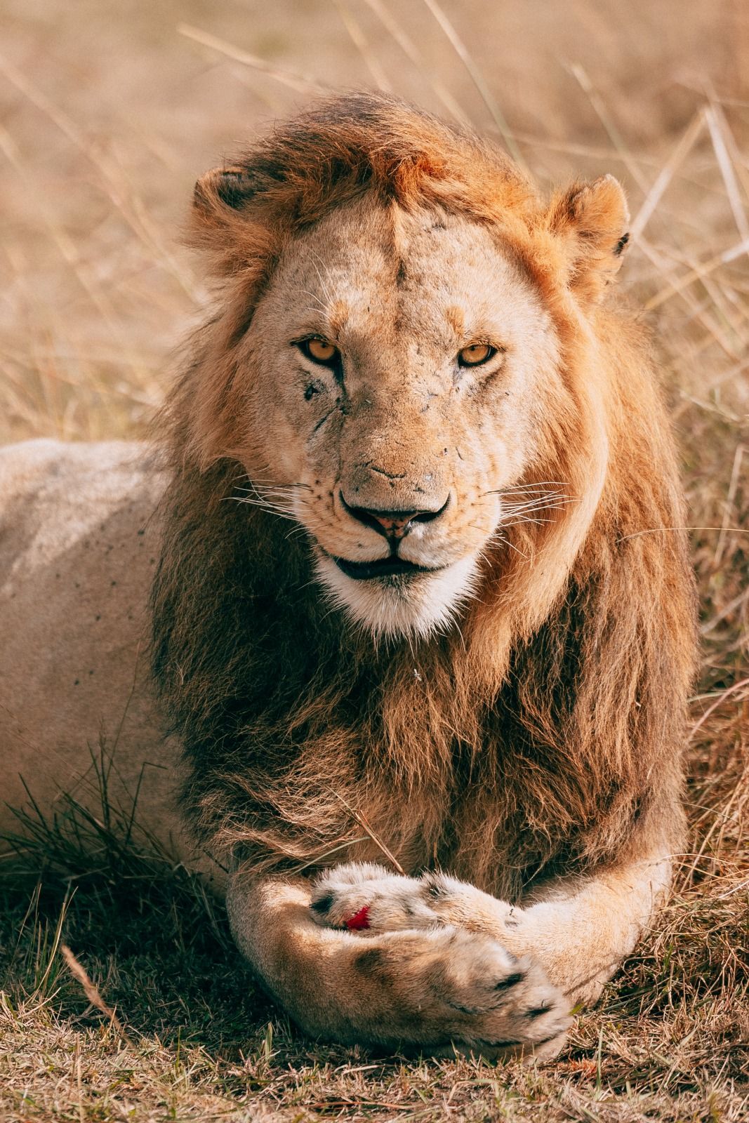 A male lion resting in golden grass, looking at the camera