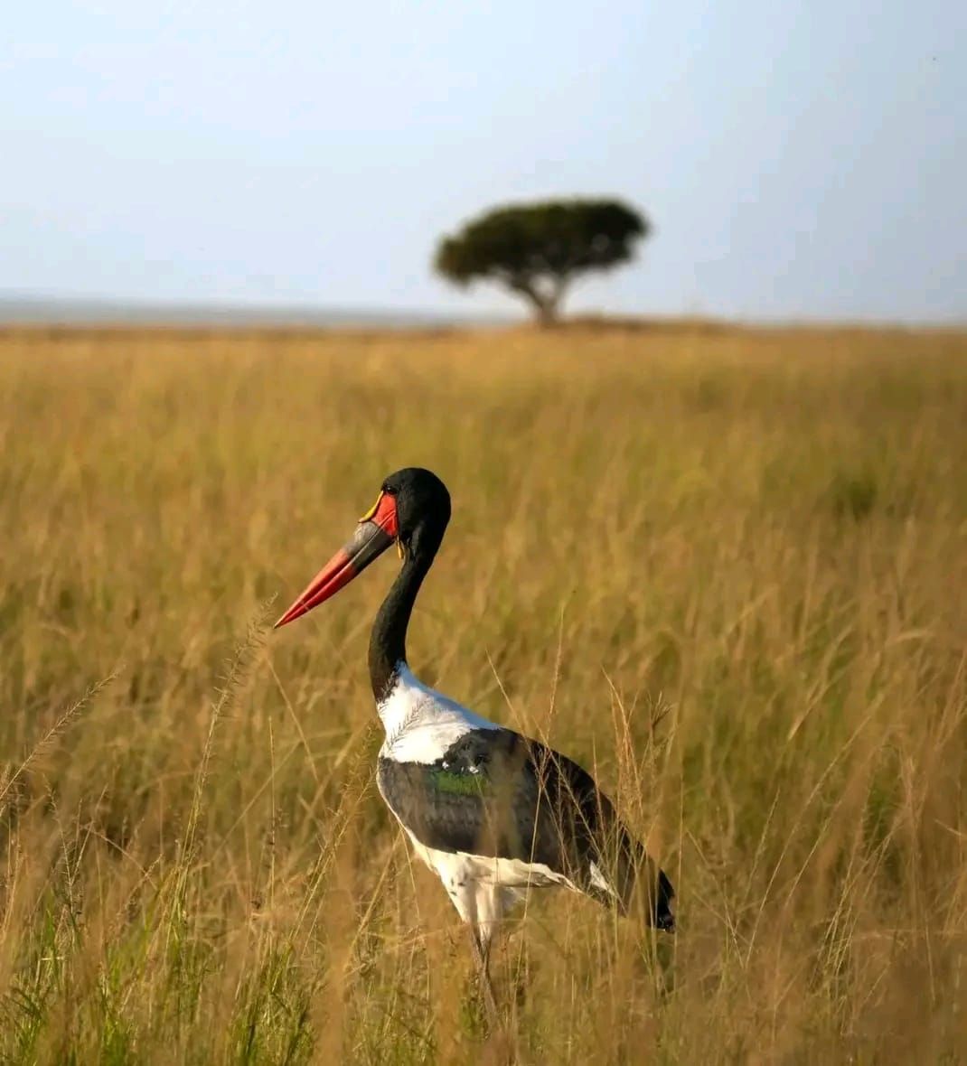 A saddle-billed stork in golden grass with an acacia behind