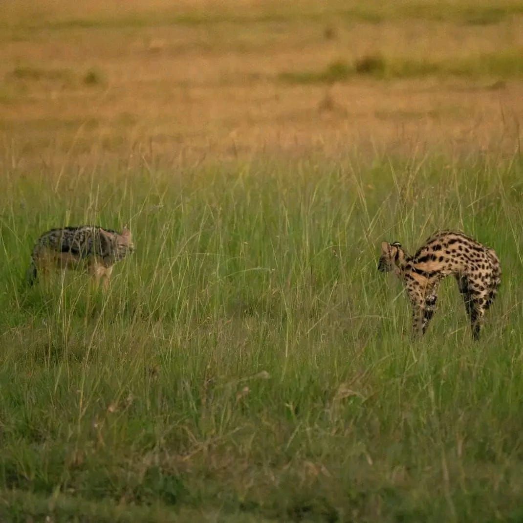 A serval arching its back at a jackal in tall grass